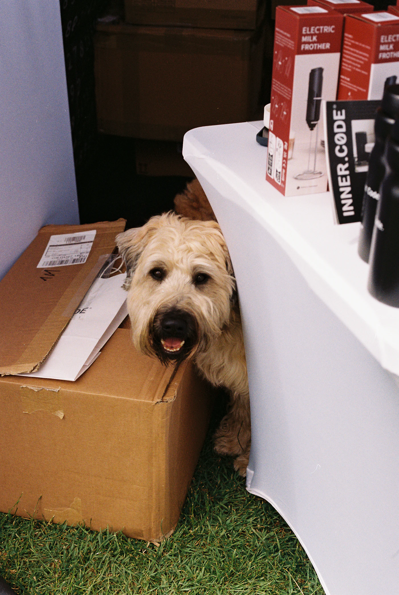 Perro curioso asomado detrás de una caja de mudanza